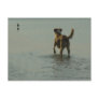 Border Collie - Tipper and Seagull Postcards