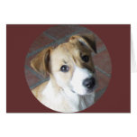 Border Collie - Tipper