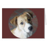 Border Collie - Tipper