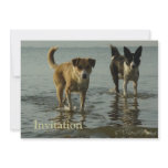 Border Collie - Tipper/Dixie in Water Custom Invitation
