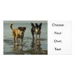 Border Collie - Tipper/Dixie in Water Customized Photo Card