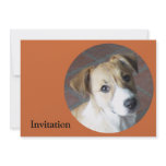 Border Collie - Tipper invitations