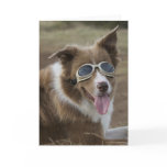Border Collie with Doggles cards