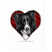 Border Collie with Heart Post Card