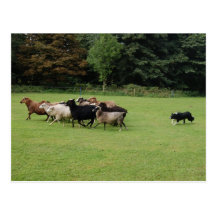 Border Collie working Post Cards