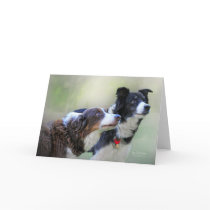 Border Collies