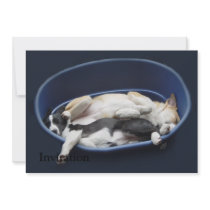 Border Collies - Dixie/Tipper sleeping Announcement