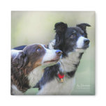 Border Collies magnets