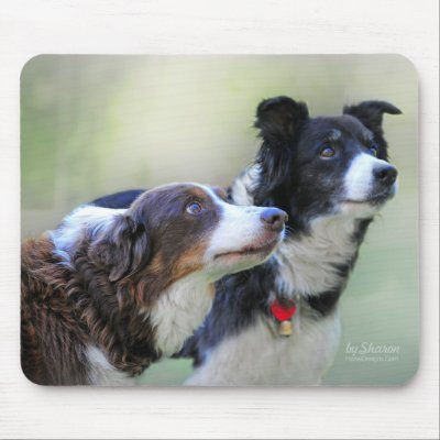 Border Collies by horse_designs