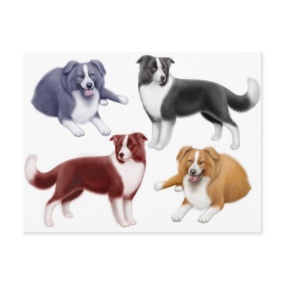 Border Collies Postcard by twopurringcats