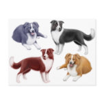 Border Collies Postcard