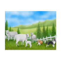 Border Collies & Sheep Postcard
