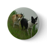 Border Collies - Tipper/Dixie ashore
