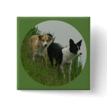 Border Collies - Tipper/Dixie ashore