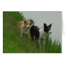 Border Collies - Tipper/Dixie ashore