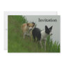 Border Collies - Tipper/Dixie ashore