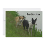 Border Collies - Tipper/Dixie ashore invitations