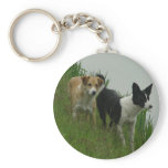 Border Collies - Tipper/Dixie ashore