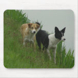 Border Collies - Tipper/Dixie ashore