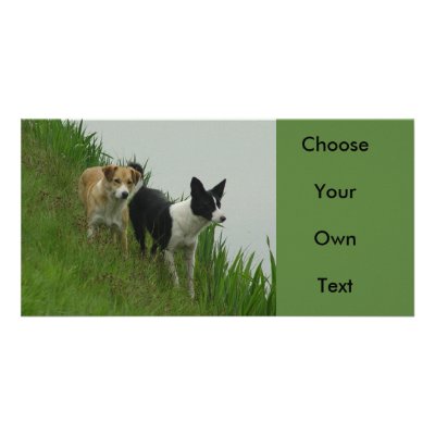Border Collies - Tipper/Dixie ashore by TitiaG