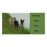 Border Collies - Tipper/Dixie ashore Personalized Photo Card