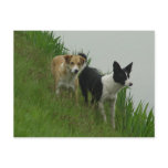 Border Collies - Tipper/Dixie ashore