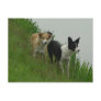 Border Collies - Tipper/Dixie ashore