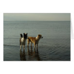 Border Collies - Tipper/Dixie at Sea Card