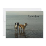 Border Collies - Tipper/Dixie at Sea invitations