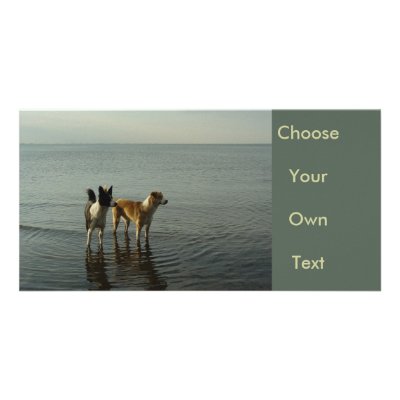 Border Collies - Tipper/Dixie at Sea Personalized Photo Card by TitiaG