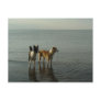 Border Collies - Tipper/Dixie at Sea Postcards