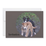 - Border Collies - Tipper/Dixie pups Custom Announcements