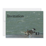 Border Collies - Walking Custom Announcements