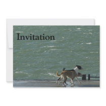 Border Collies - Walking Custom Announcements