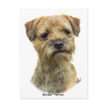 Border Terrier 9A21D-19 Post Card