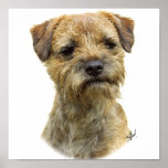 Border Terrier 9A21D-19 Poster