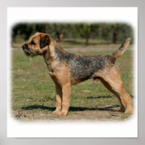 Border Terrier 9Y325D-033 Posters