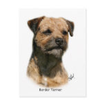 Border Terrier 9Y325D-046-2 Post Card
