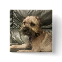 border terrier button