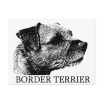 Border Terrier Drawing Postcard