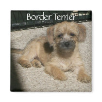 Border Terrier Magnet
