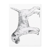Border Terrier Postcard