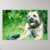 Border Terrier Posters