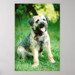 Border Terrier posters