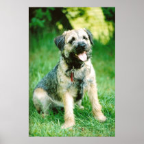 Border Terrier Poster