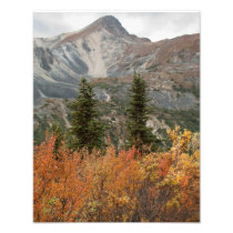 Boreal Friends Art Photo
