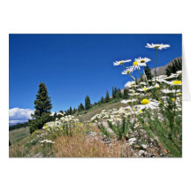 Boreas Pass, Breckenridge, U.S.A.  flowers Cards