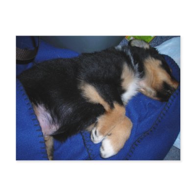 Bored sleepy puppy postcards by minx267