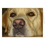Boredom - Cute Yellow Labrador Greeting Card