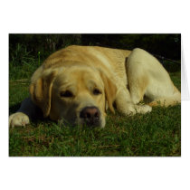 Boredom - Labrador in green grass